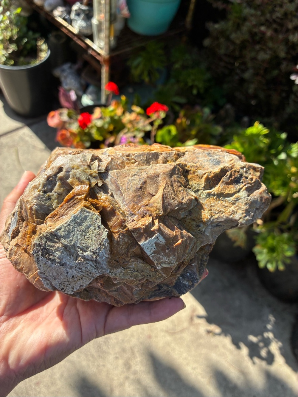 Large Rare Petrified Wood Specimen Rough 6” x7”, Over 5 Lbs - Picture 7 of 16